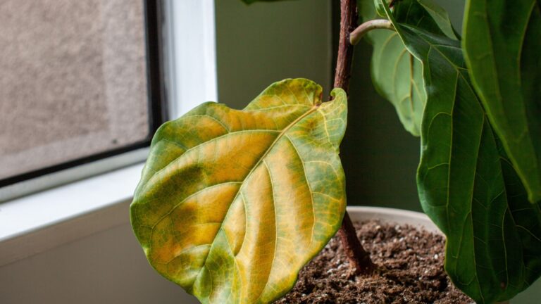 ficus plant yellow leaf