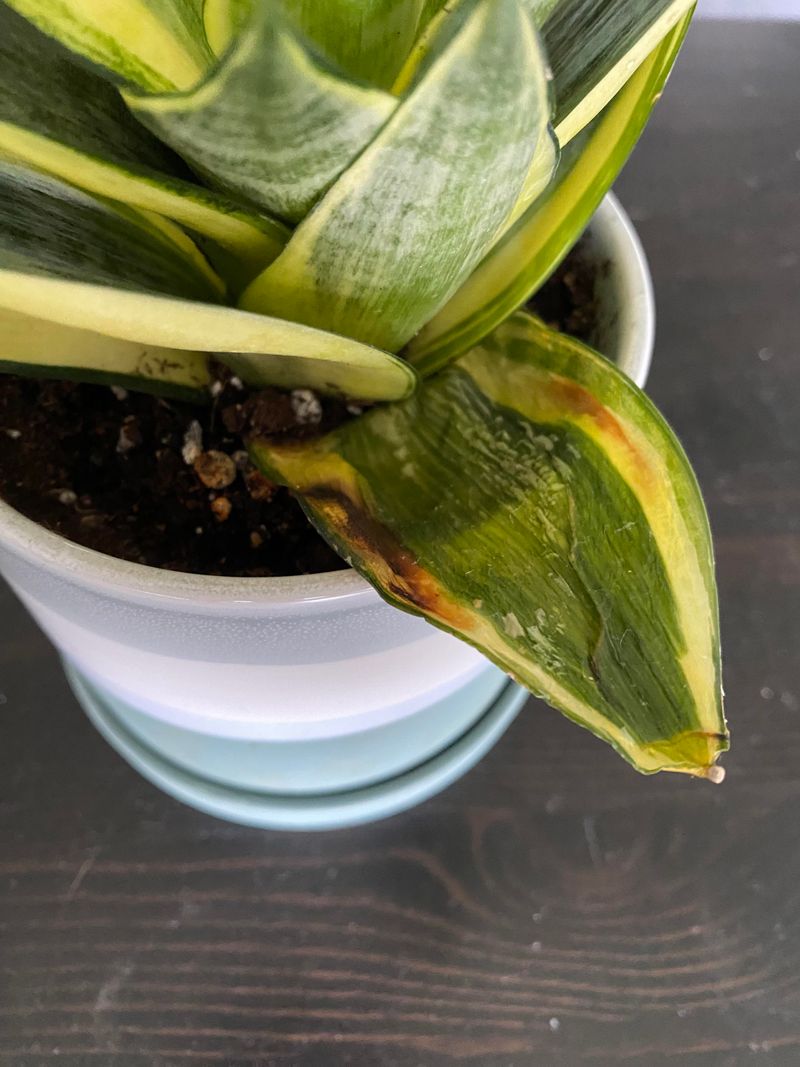 Snake Plant Suffers in Soggy Soil