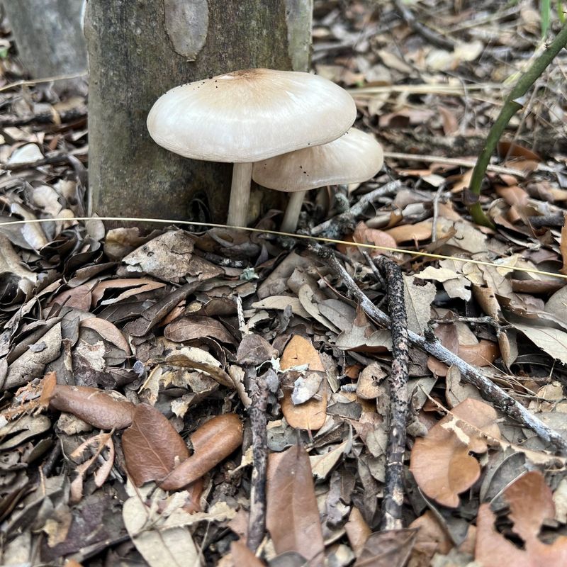 Old Leaves Are Decomposing Below Surface