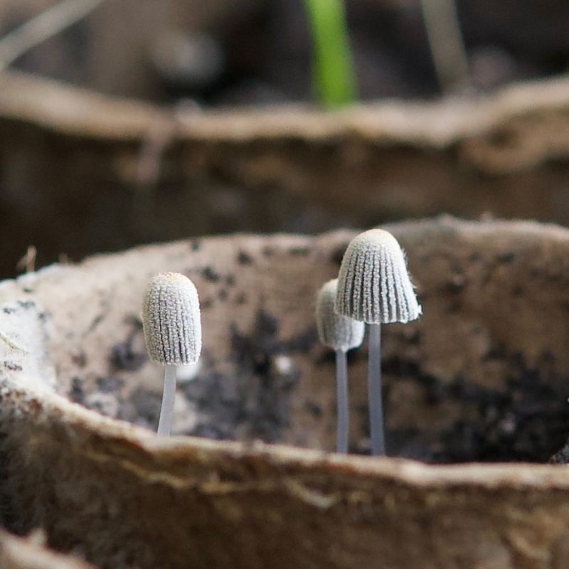 Your Soil Has Compaction Issues