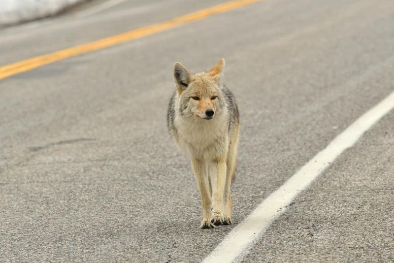 Bring Pets Inside When Coyotes Are Present