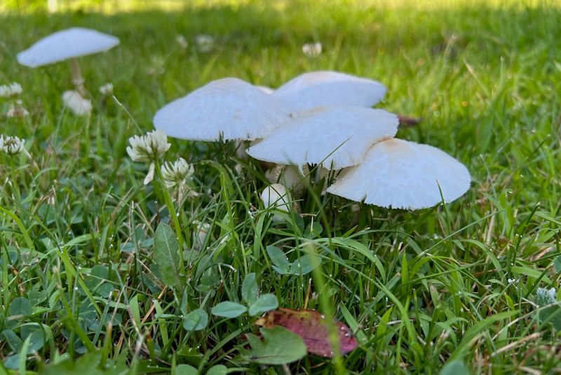 Recent Weather Changes Triggered Fruiting