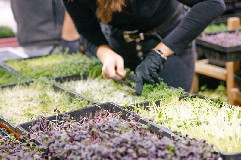 Accessible Food Initiatives