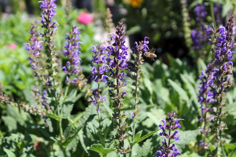 Salvia