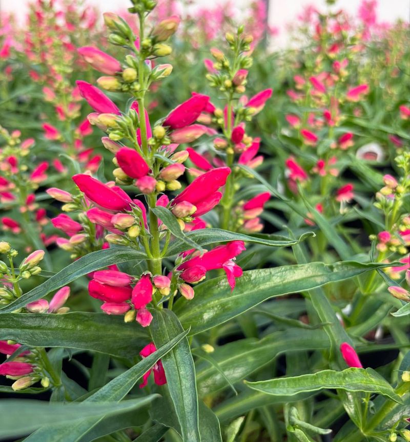 Penstemon