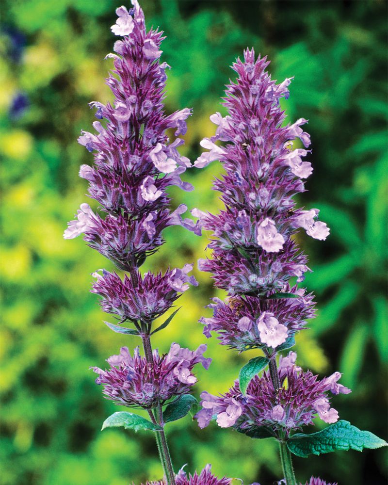 Agastache Allure