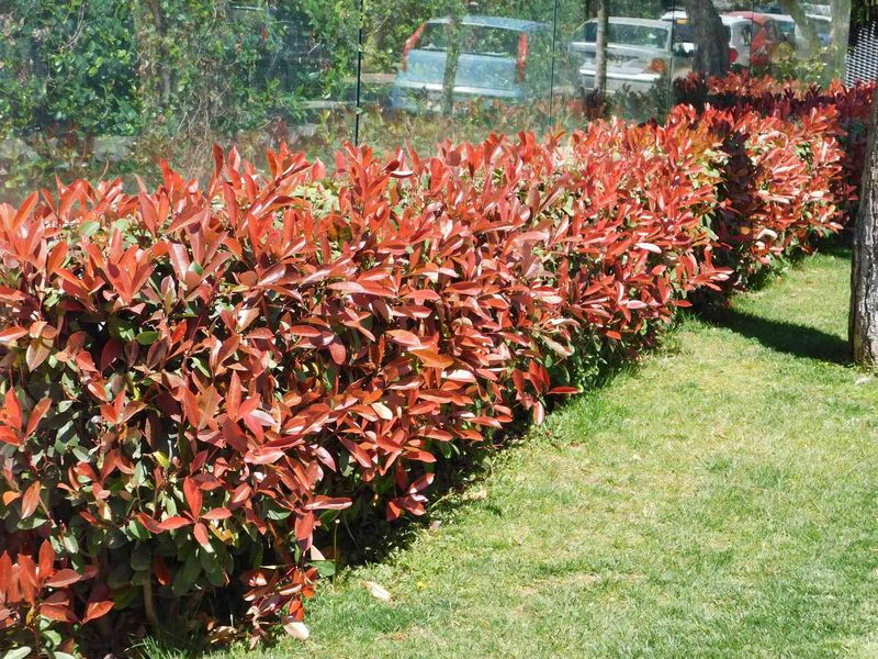 Red Tip Photinia's Hedge Heaven