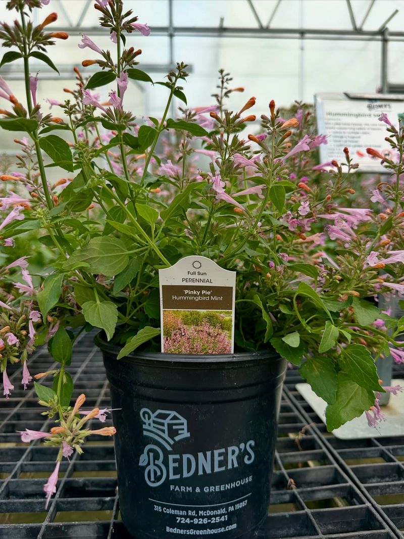 Hummingbird Mint: Not Just For Daytime Visitors