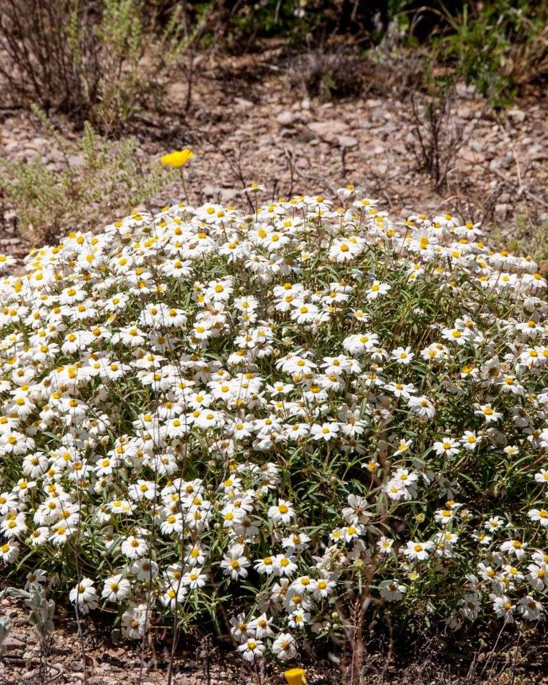 Blackfoot Daisy