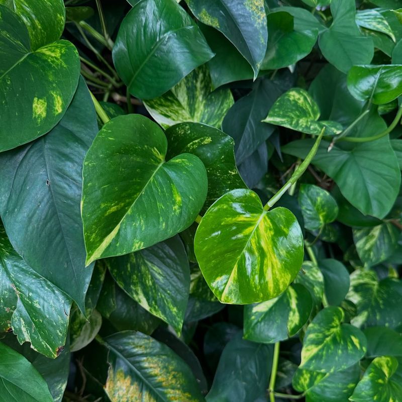 Pothos (Devil's Ivy)