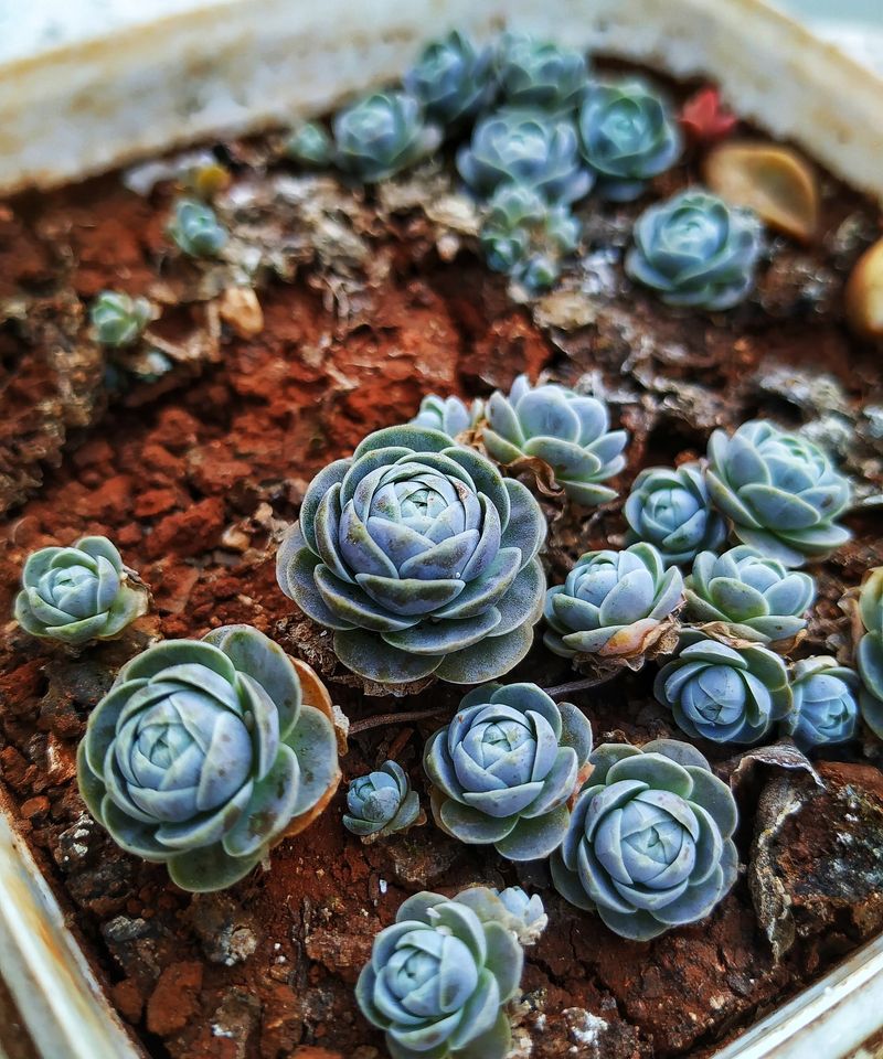 Orostachys (Dunce Caps)