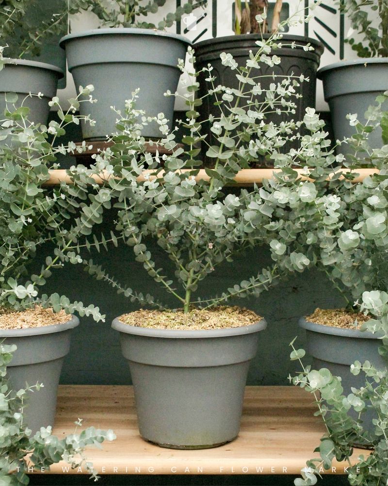 Eucalyptus's Damp Distress