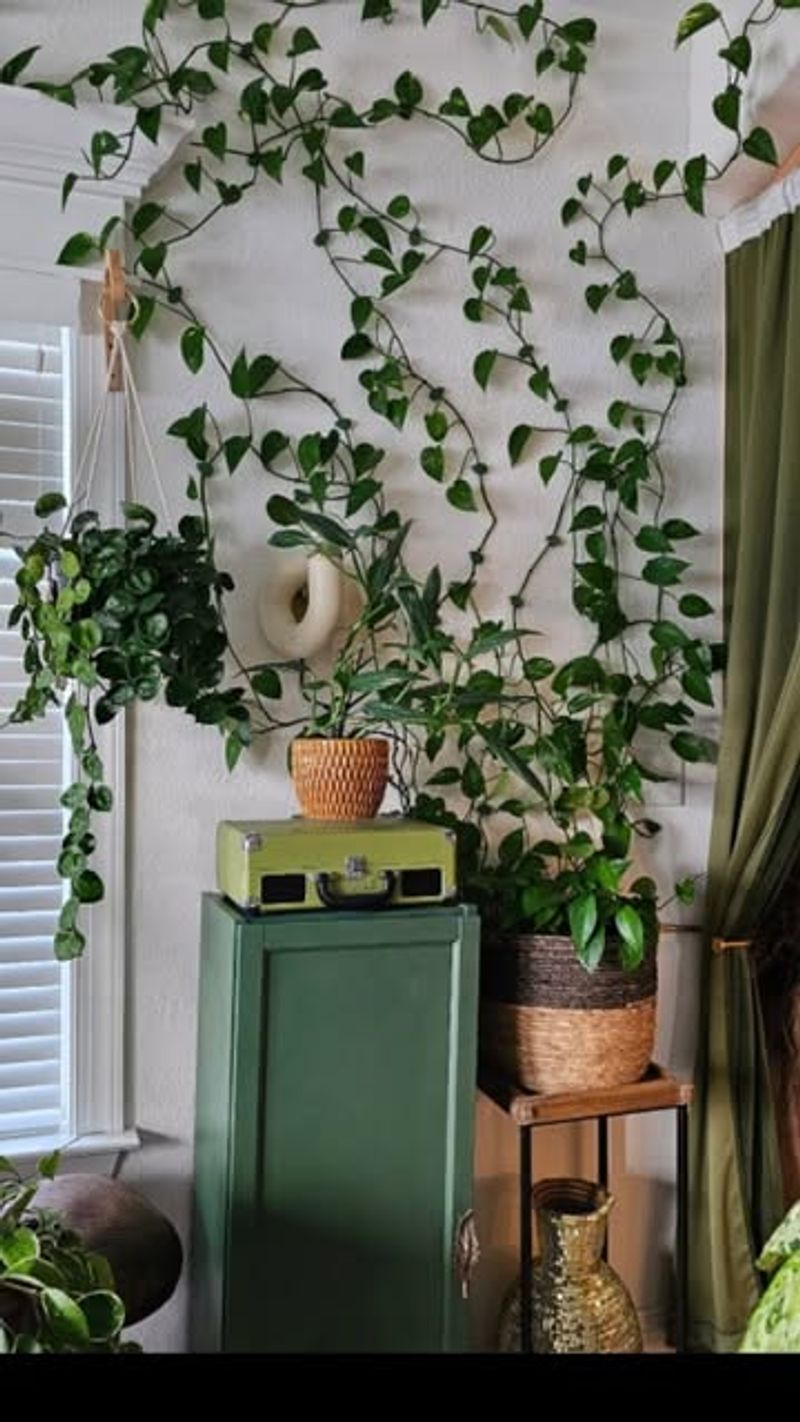 Pothos