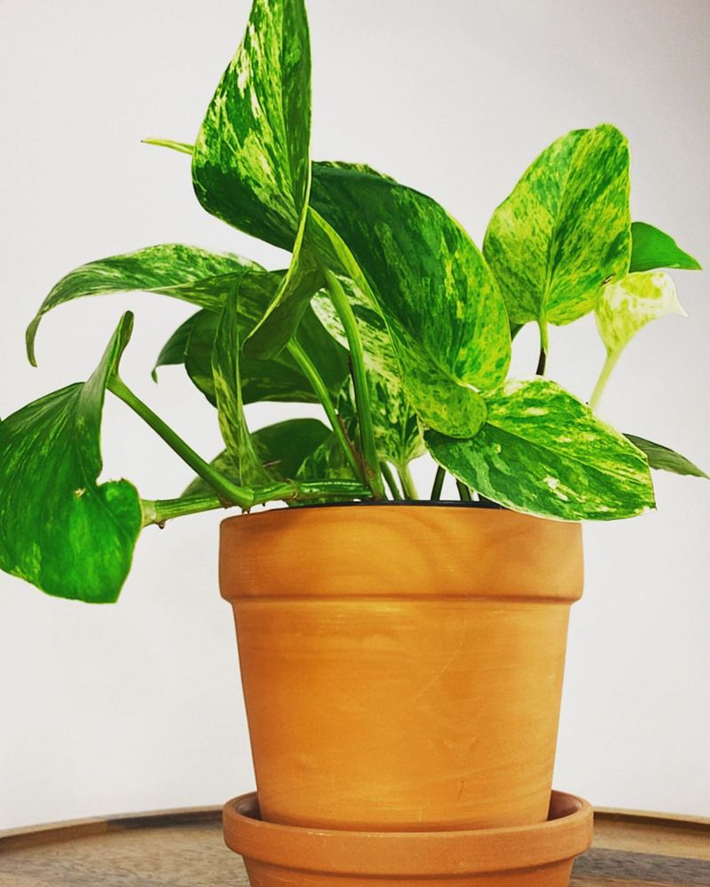 Money Plant (Epipremnum aureum)