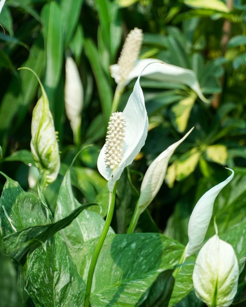 Peace Lily (Spathiphyllum)