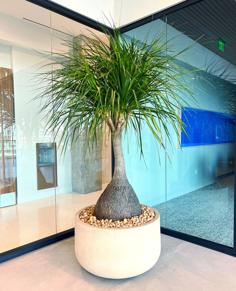 Ponytail Palm (Beaucarnea recurvata)