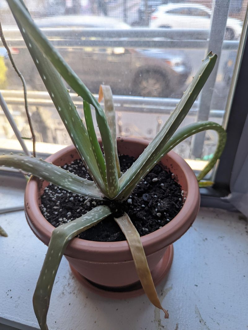 Aloe Vera Rots When Wet