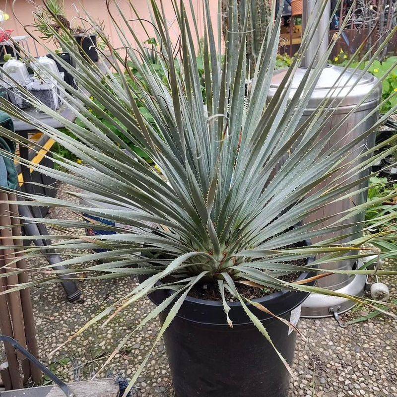Desert Spoon: The Southwestern Classic