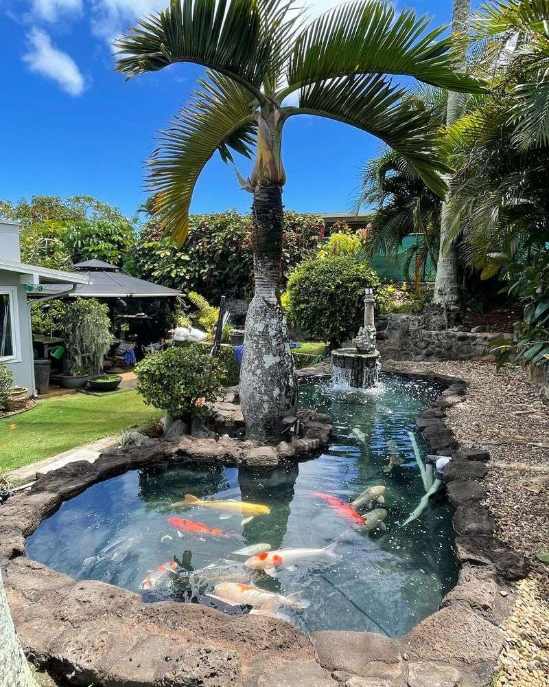 Koi Pond Management (Nishikigoi)