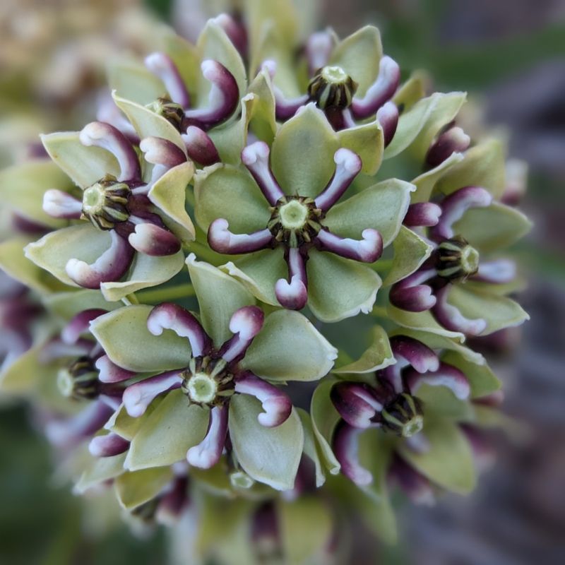 Antelope Horns (Asclepias asperula)