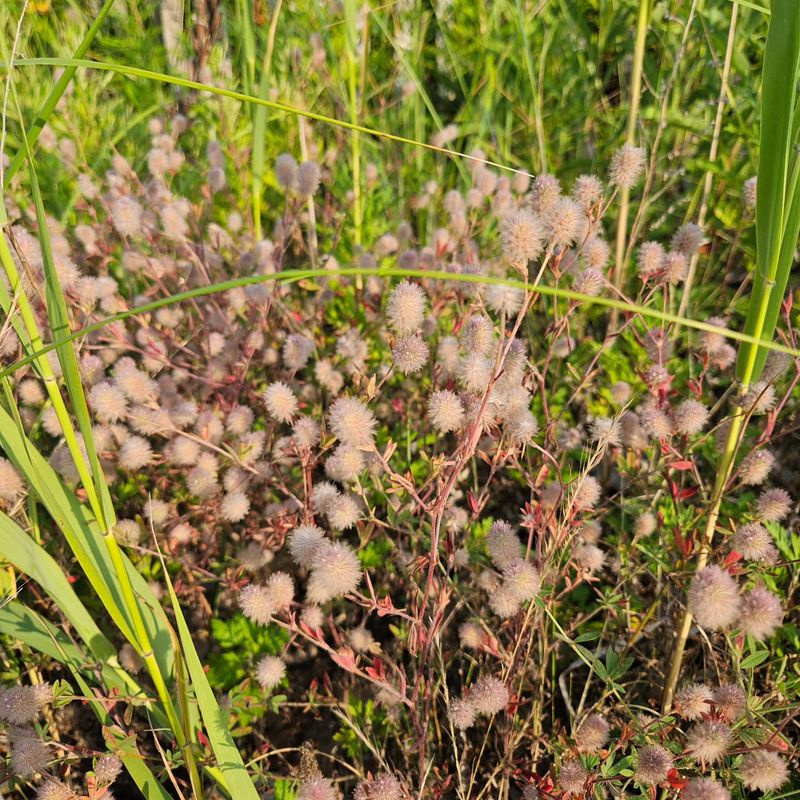 Rabbitfoot Clover