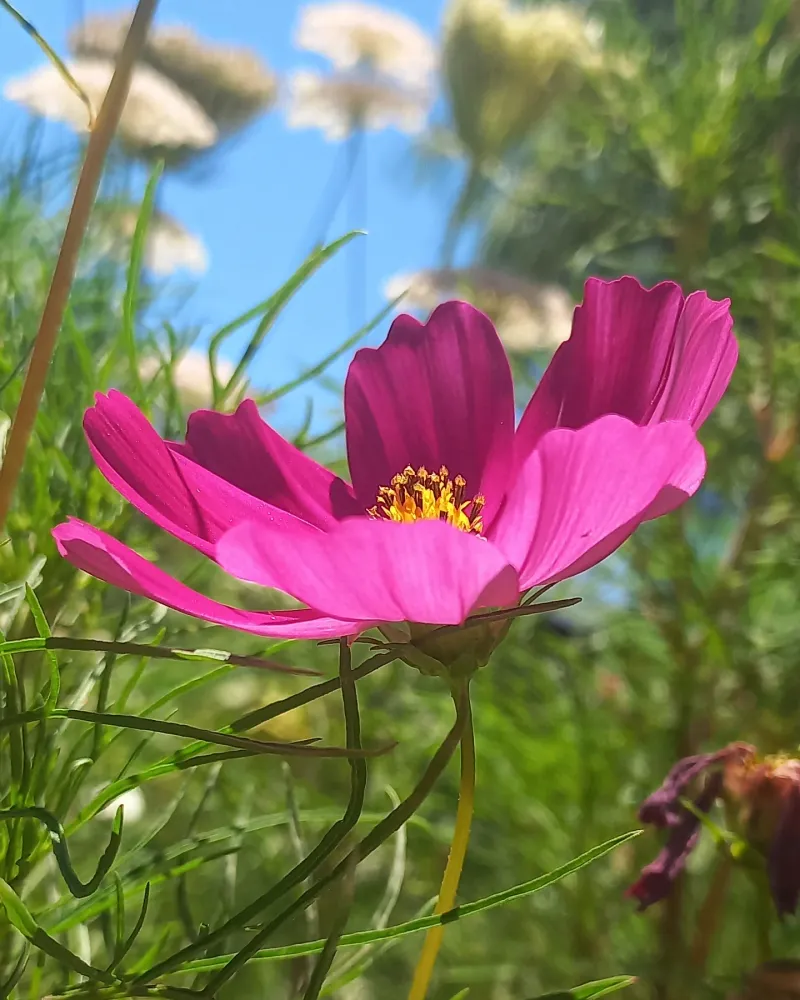 Cosmos