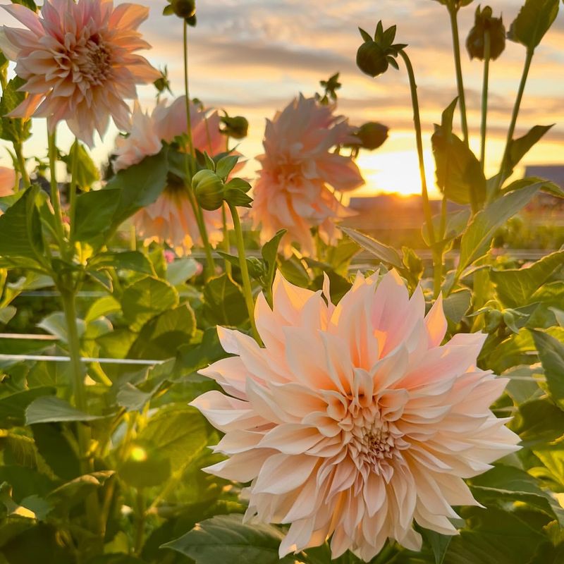 Dahlias