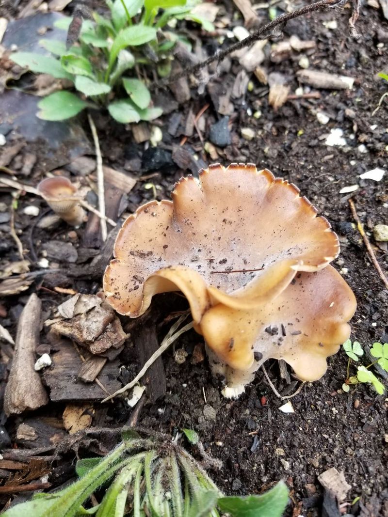 Wood Ear Predator (Hohenbuehelia spp.)