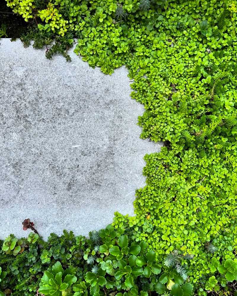 Sedum Ground Cover
