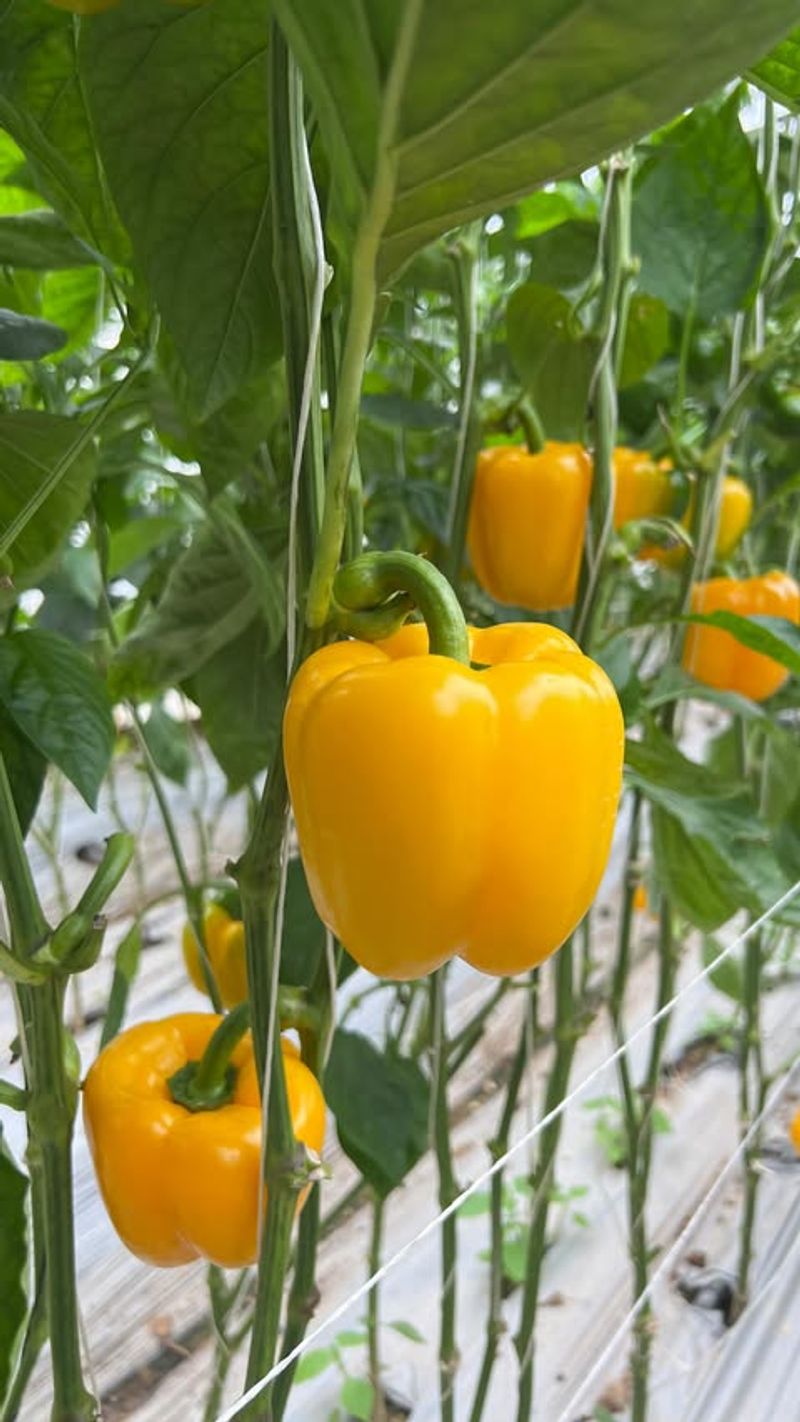 Bell Peppers