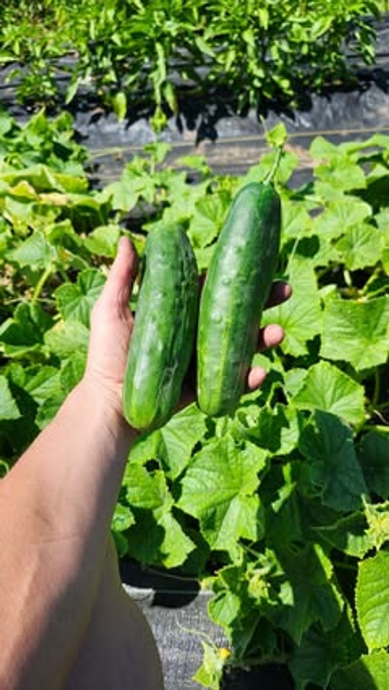 Cucumbers: Crisp And Ready In 55 Days
