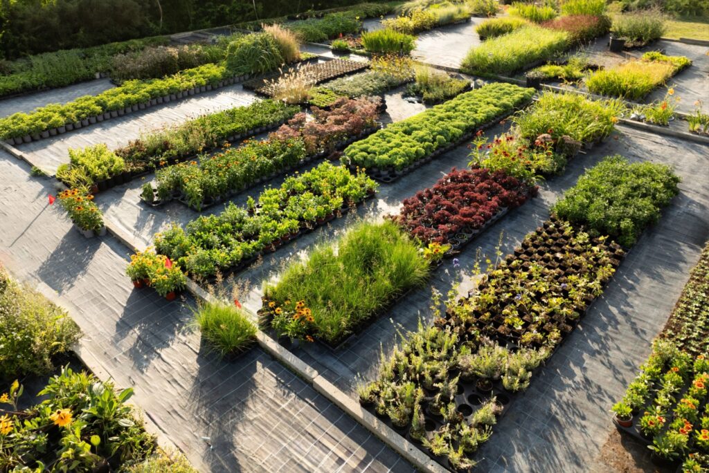 nursery garden (featured image)
