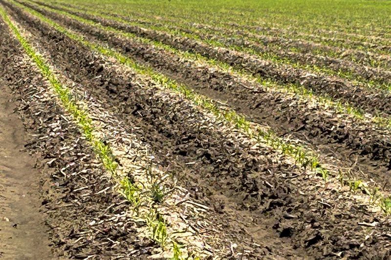 Micronutrient Deficiencies Hide In Plain Sight