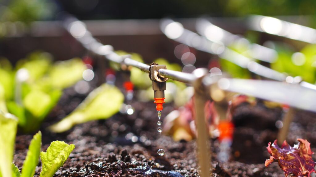 raised bed drip irrigation