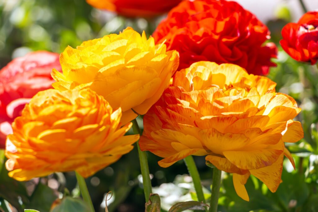 ranunculus plant