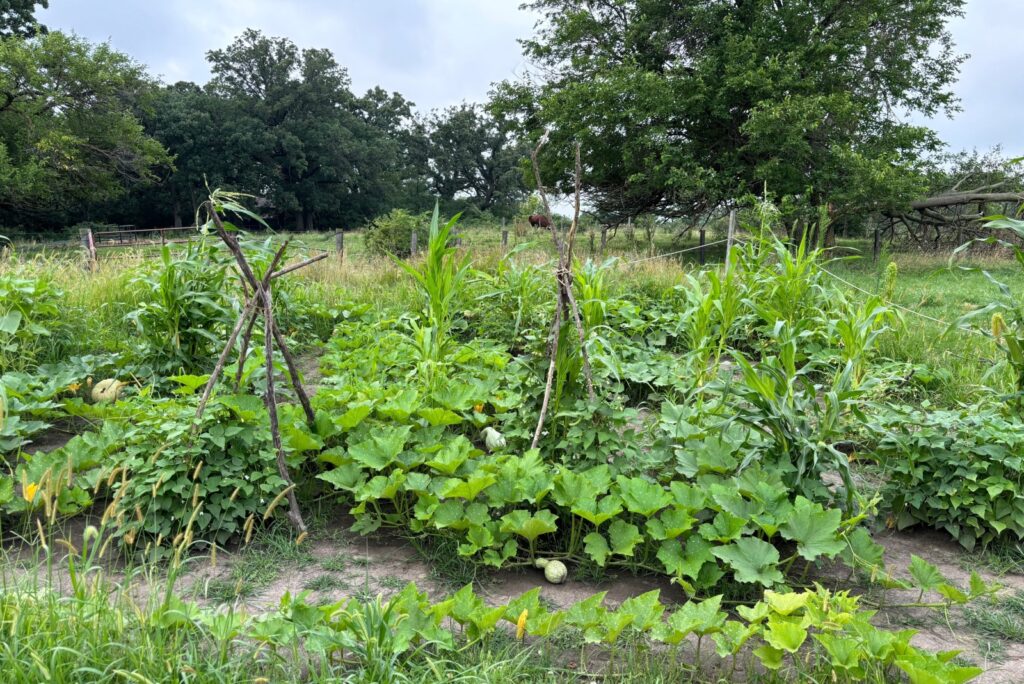 three sisters planting method (featured image)