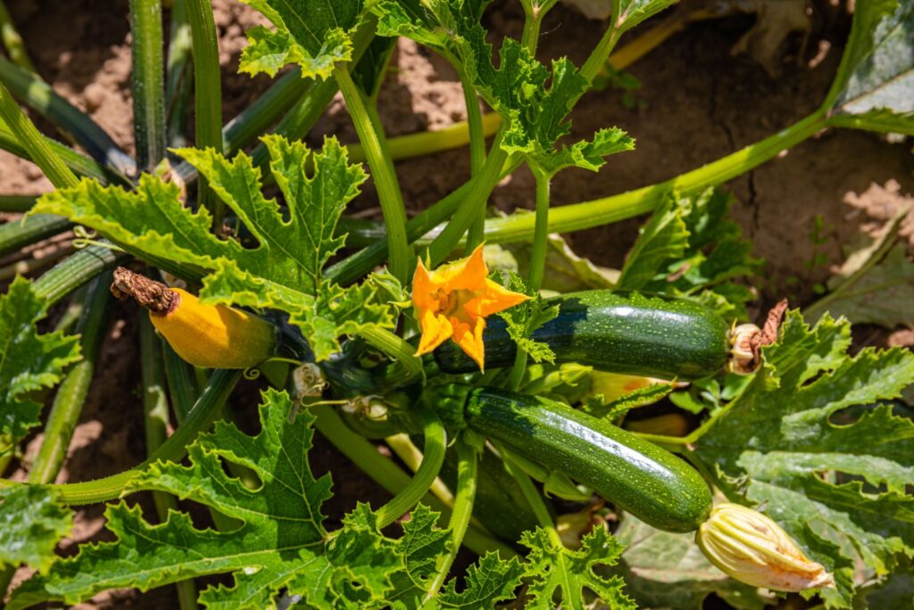 zucchini plant