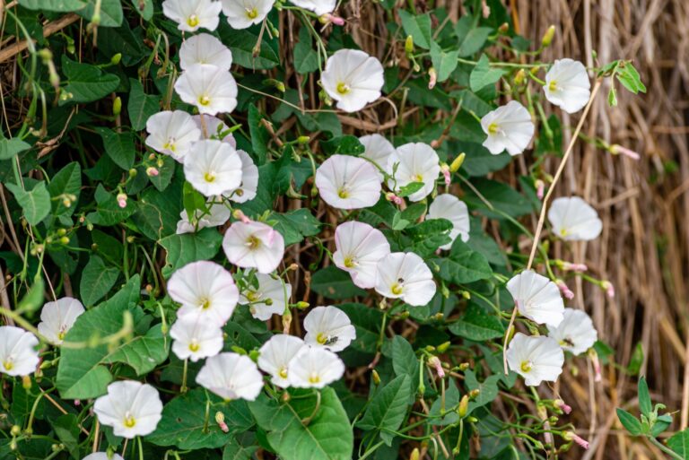 Field bindweed Field bindweed