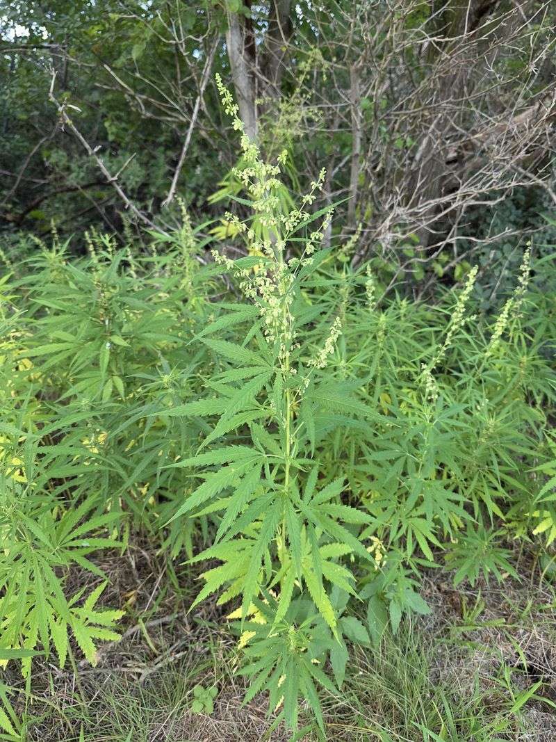 Wild Hemp (Cannabis sativa)