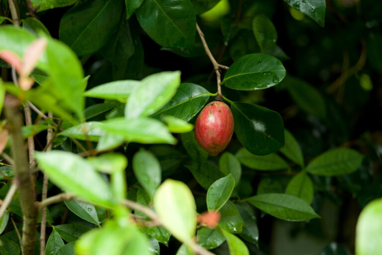 japanese barberry (featured image)