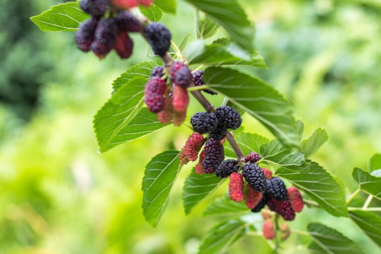 The fruit of black mulberry