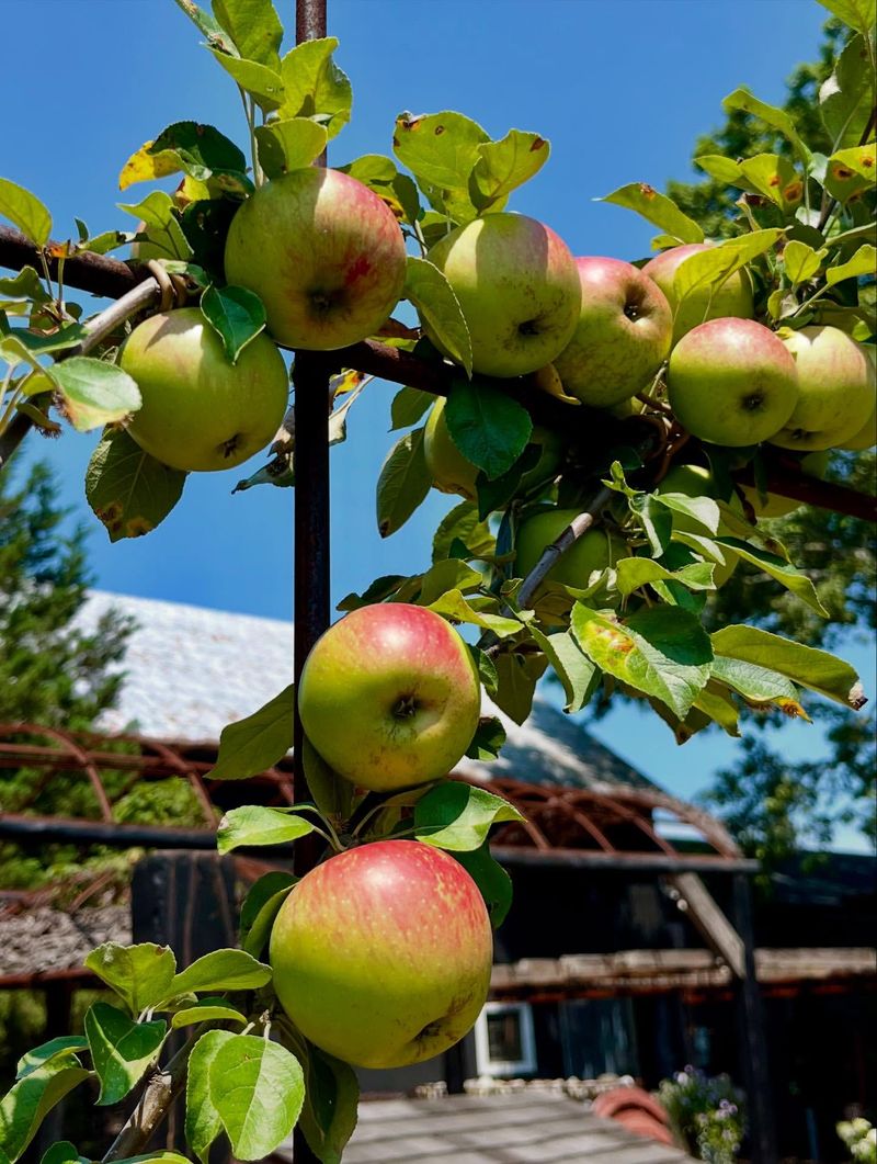 Hardy Apples