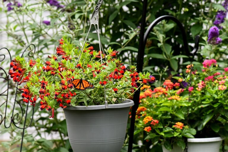 monarch butterfly feeding on flowers in hanging baskets