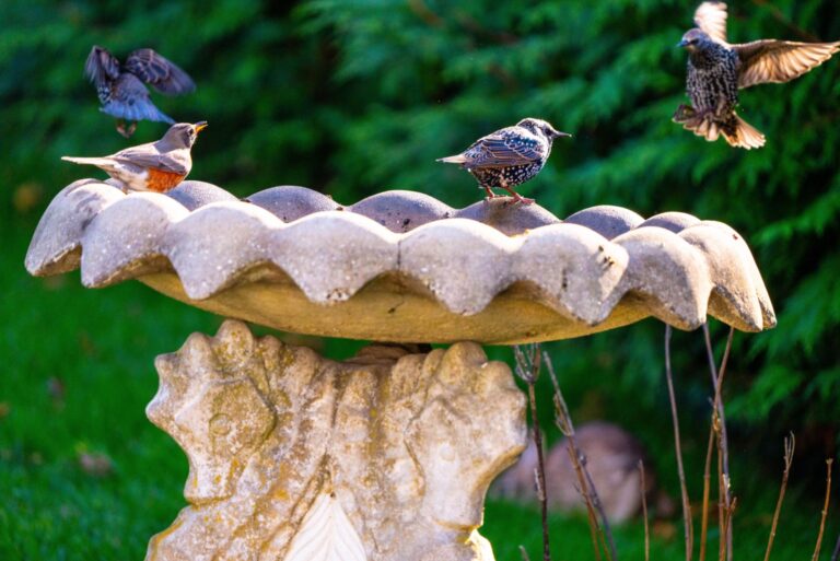 songbirds on a birdbath