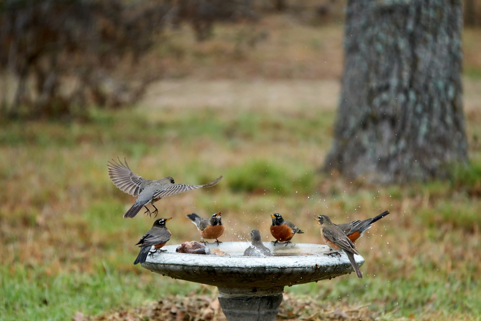 Birdbath (featured image)