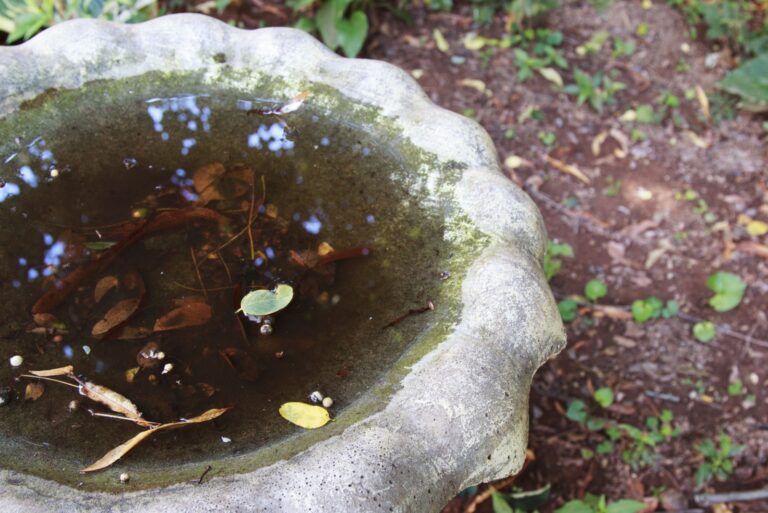 dirty birdbath