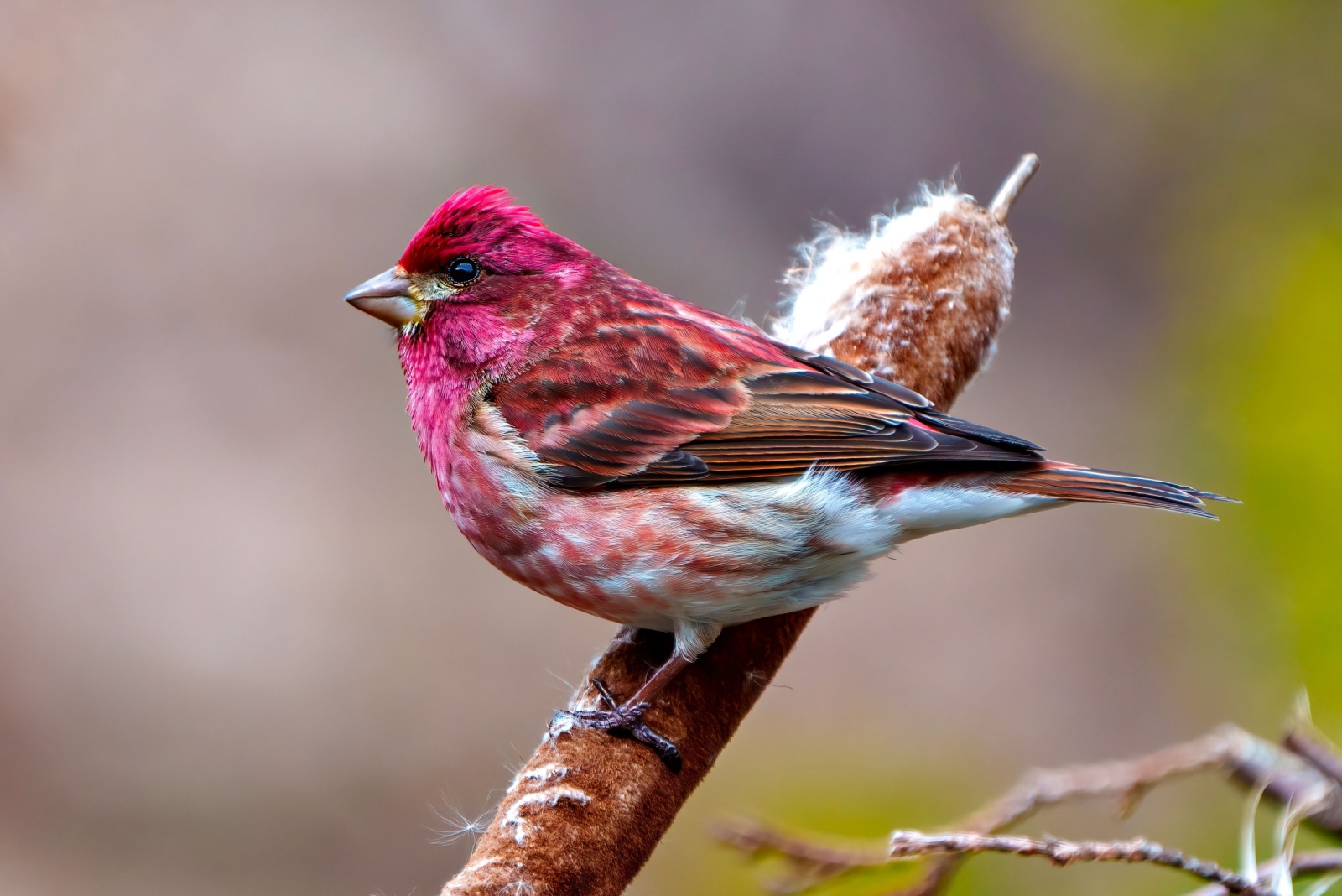 10 Birds With Rare Colors Found In Pennsylvania Backyards