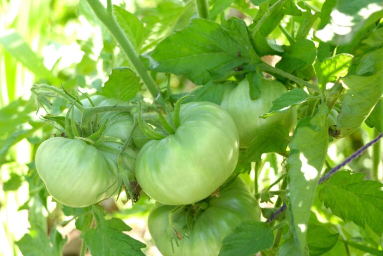green tomato fruits