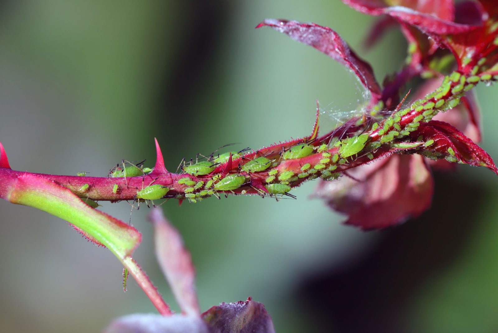 aphids on roses