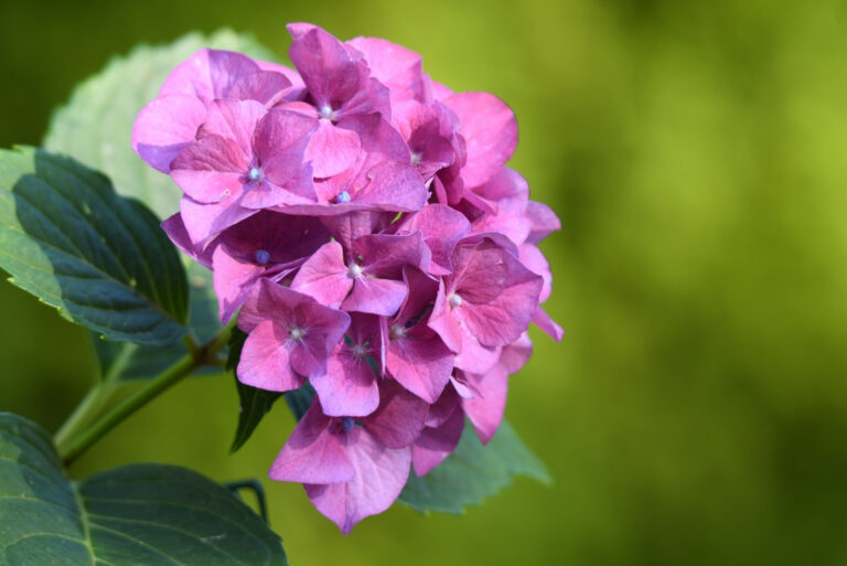 Hydrangea (featured image)